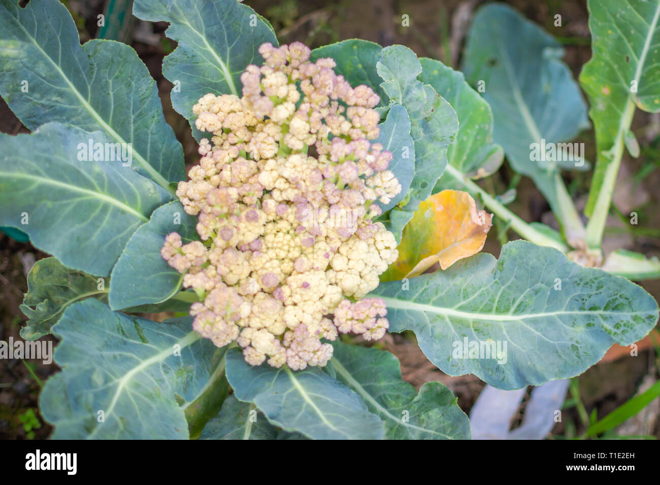 Purple pigmentation of cauliflower caused due to the presence of anthocyanin Stock Photo