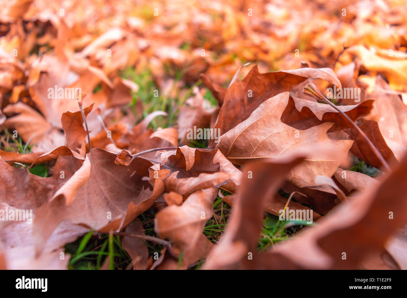 Chinar or Oriental Tree Platanus Orientalis leaves on ground during Autumn season in Kashmir Stock Photo