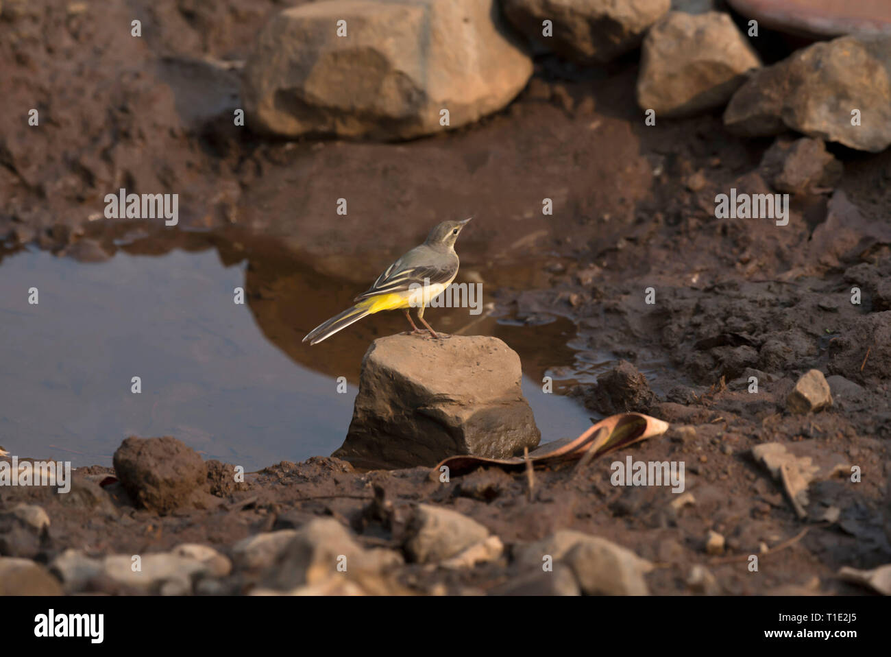 Grey wagtail-Motacilla cinerea, Sinhagad valley, Pune district, Maharashtra, India. Stock Photo