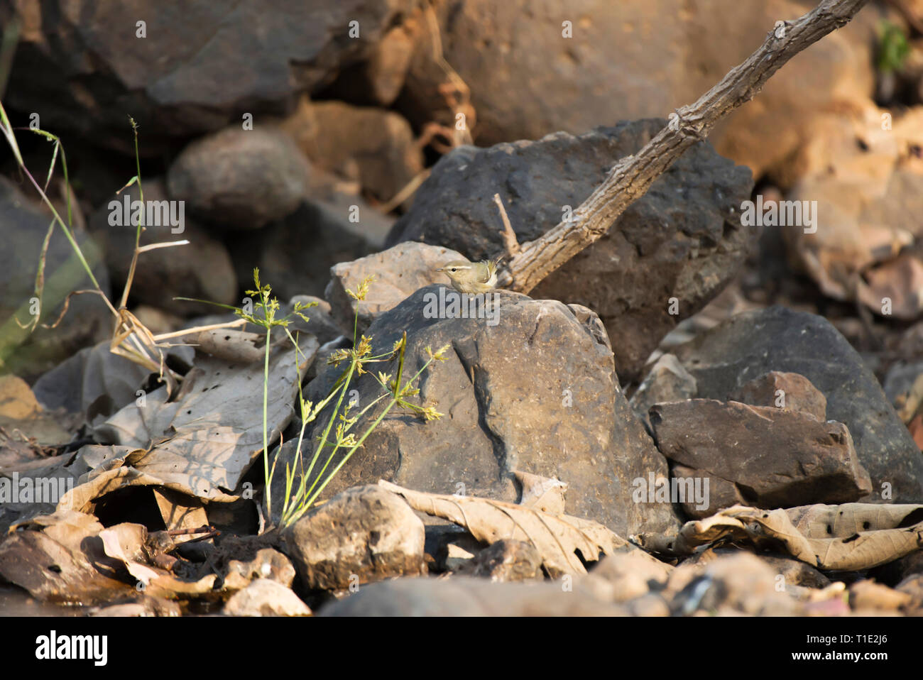 Hume’s warbler, Phylloscopus humei, Sinhagad valley, Pune district, Maharashtra, India. Stock Photo