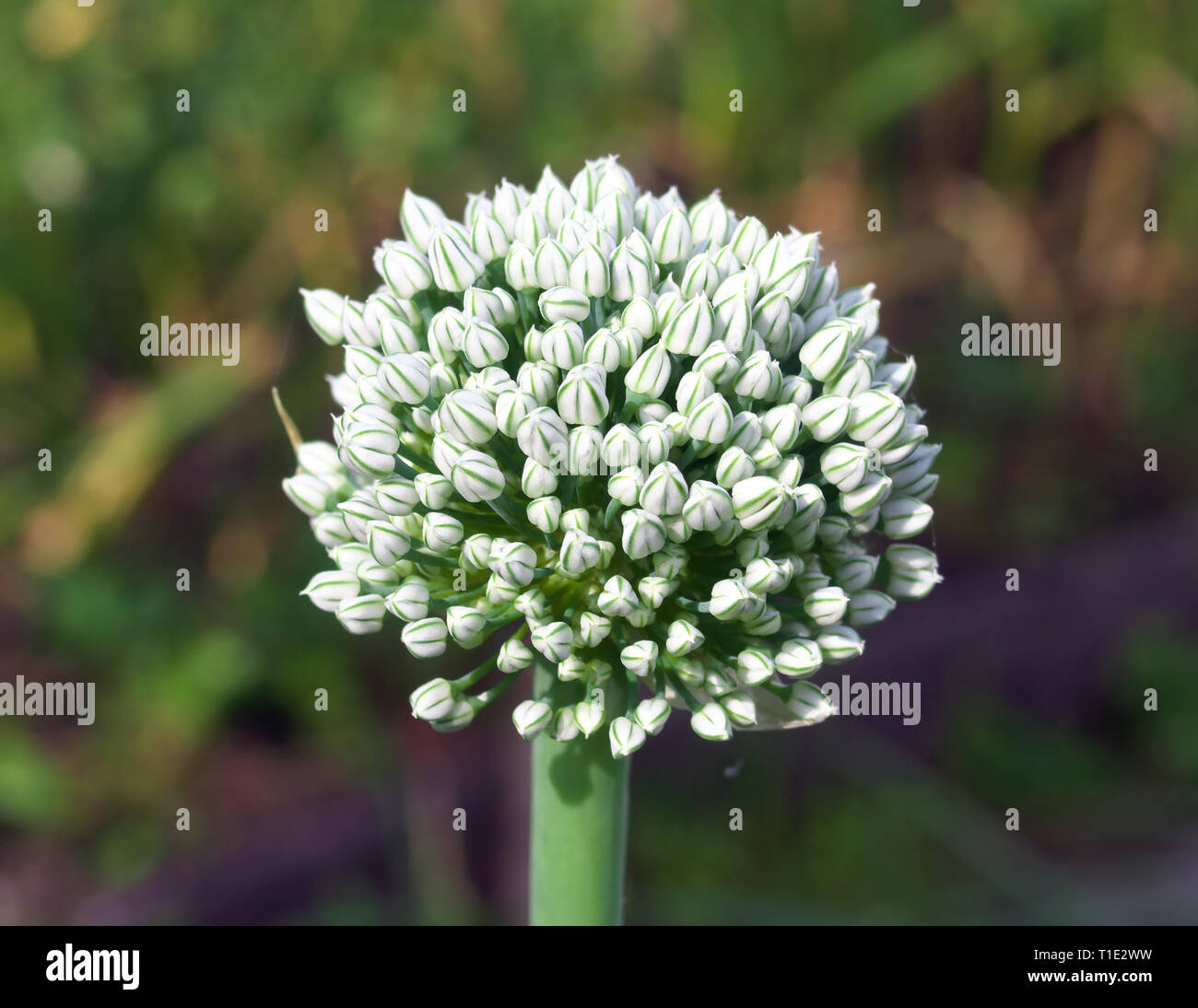 Leeks Plot Leek vegetable plot hi-res stock photography and images - Alamy