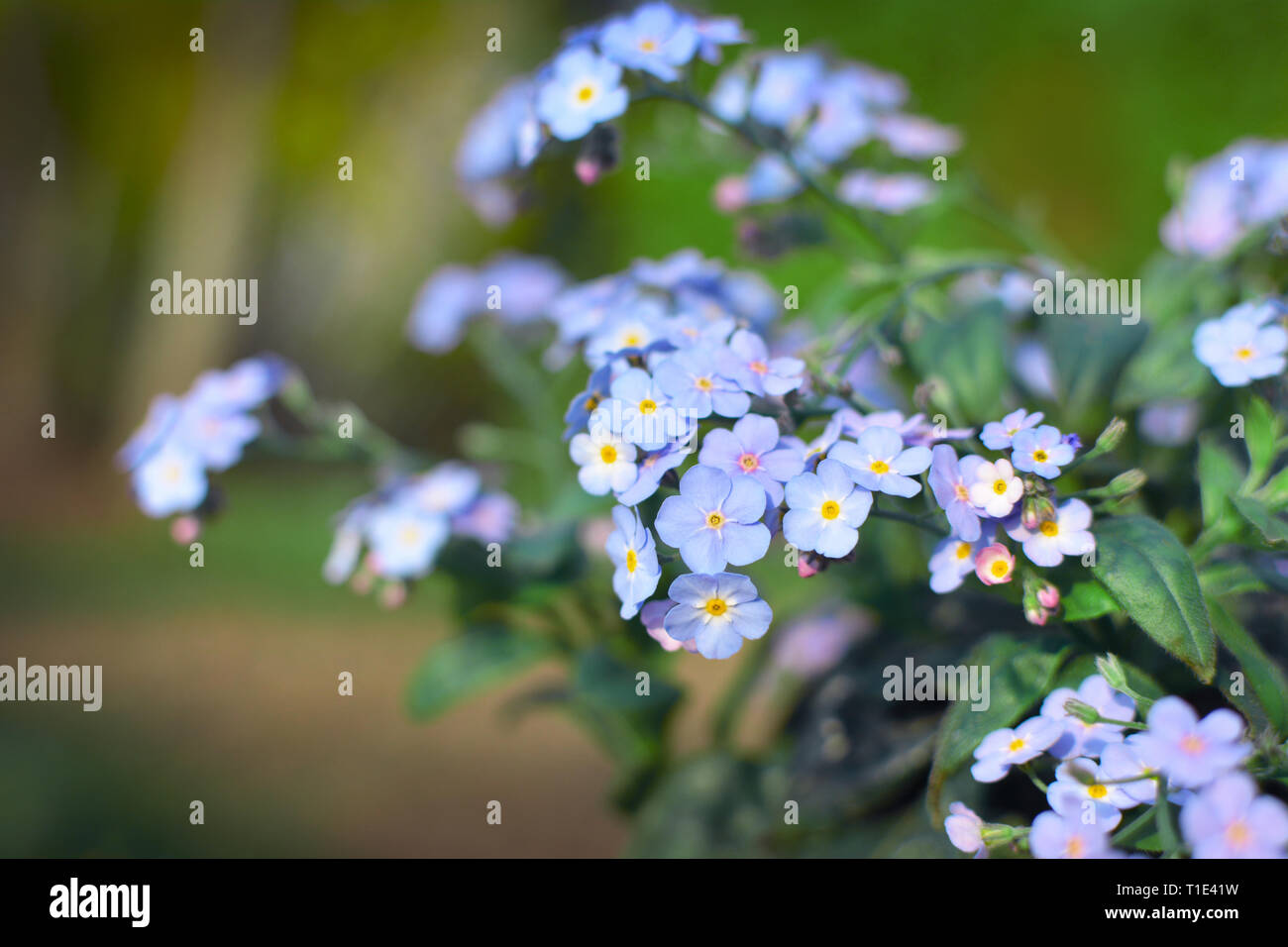 Close Up Of Beautiful Light Purple Forget Me Nots Myosotis Spring Flowers On Green Background Stock Photo Alamy