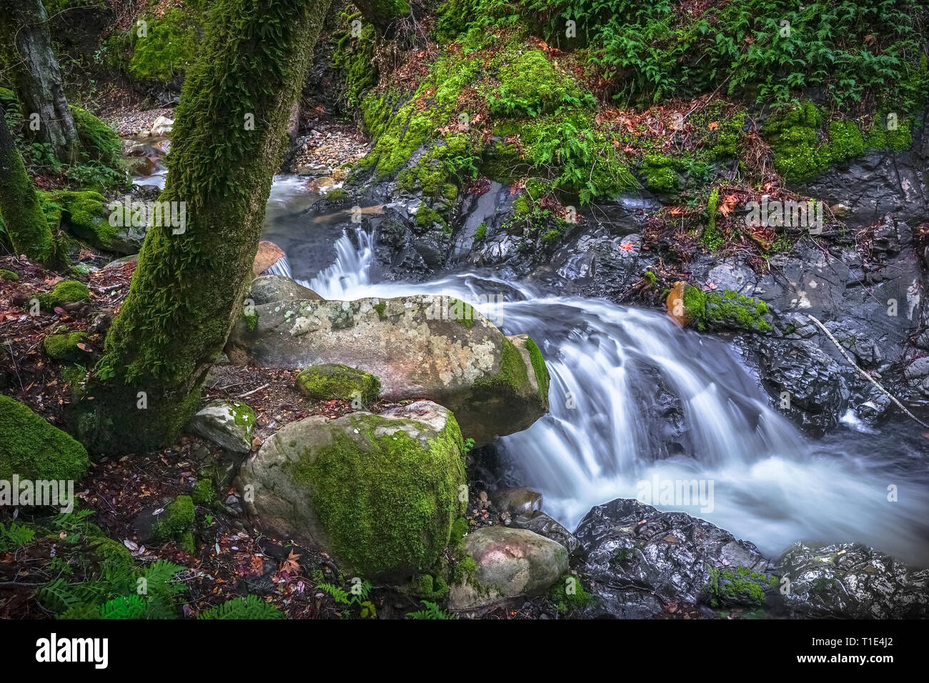 Flowing Creek Landscape at Uvas Canyon County Park, Bay Area, California Stock Photo