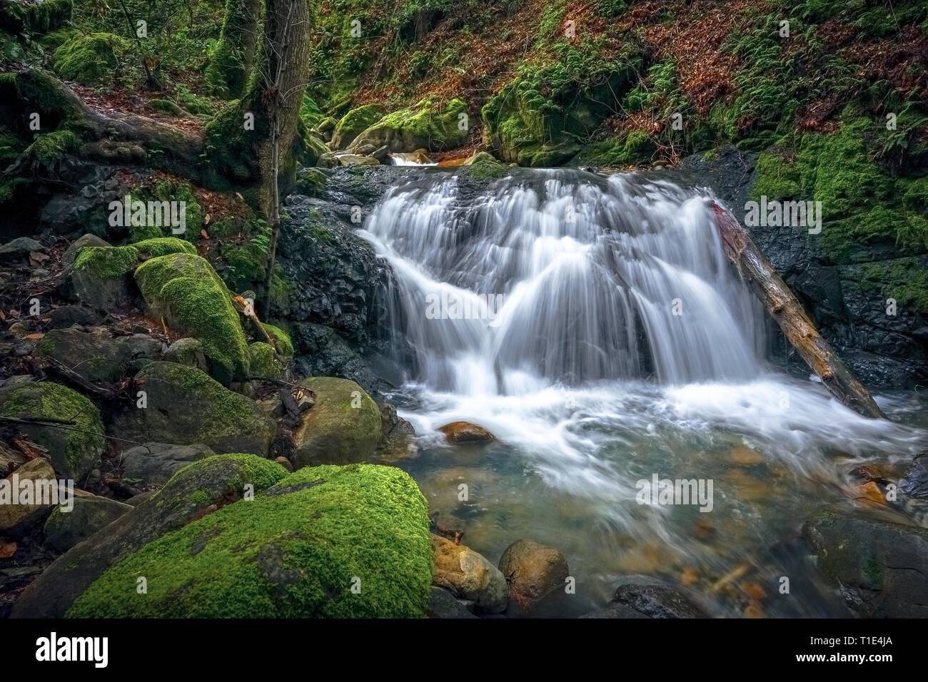Long Exposure Waterfall Landscape - Uvas Canyon County Park, Santa Cruz 