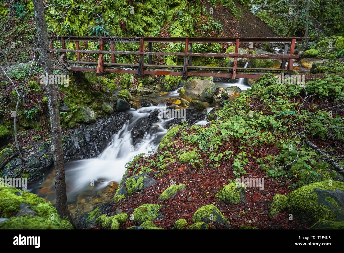 HIking bridge over creek falls at Uvas Canyon County Park - Santa Cruz Mountains Stock Photo