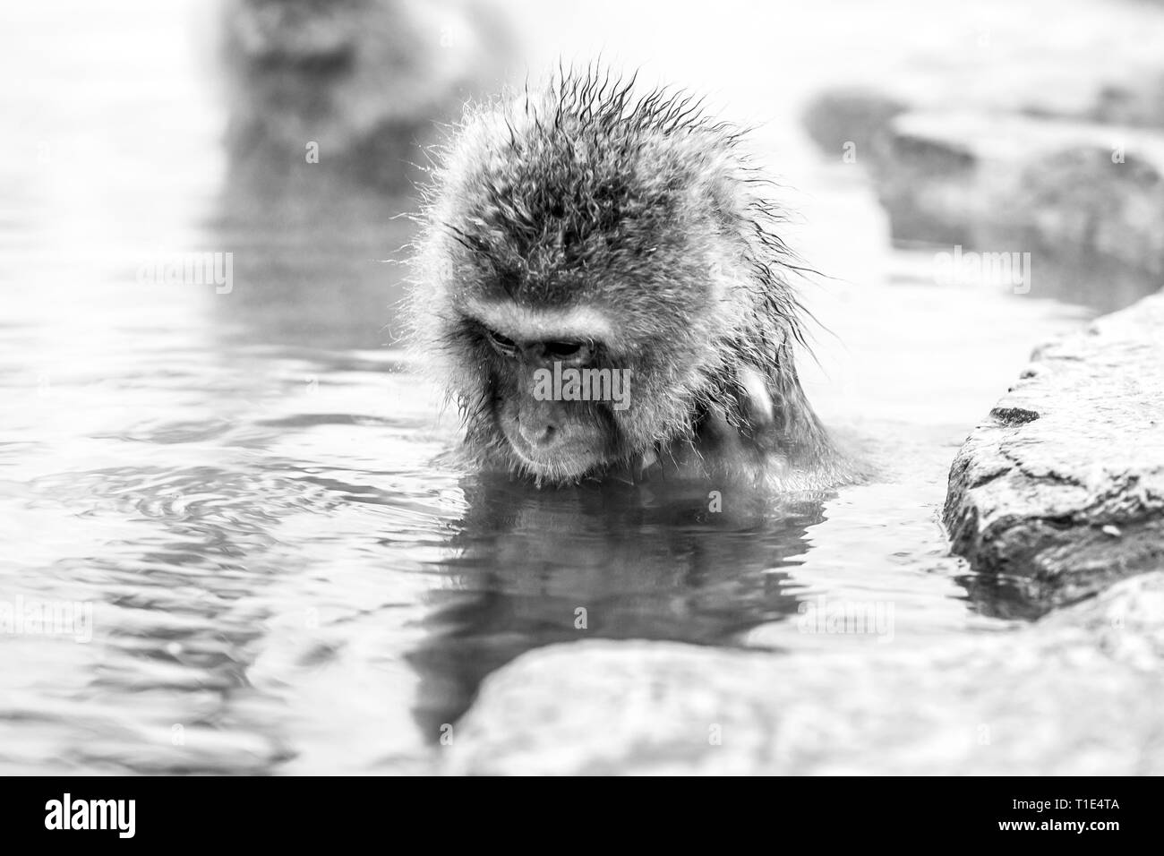 Snow monkey (Macaca fuscata) from Jigokudani Monkey Park in Japan, Nagano Prefecture. Cute Japanese macaque sitting in a hot spring. Stock Photo