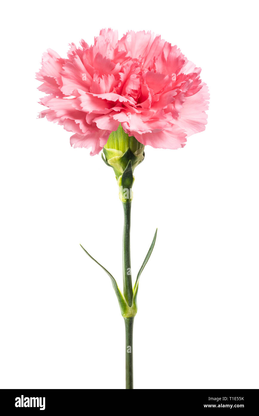 Pink carnation  isolated on white background Stock Photo