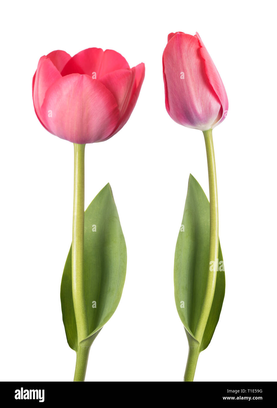 Pink tulip flower isolated on white background Stock Photo - Alamy