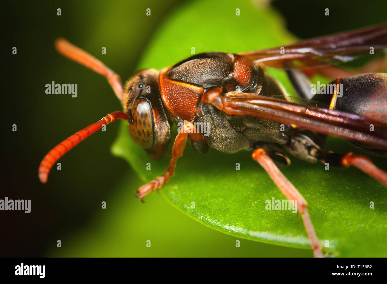 Close up of red wasp outdoors on leaf Stock Photo