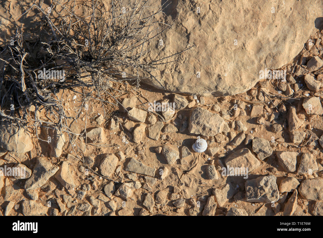 Israel, Negev desert plains, empty snail shells Stock Photo