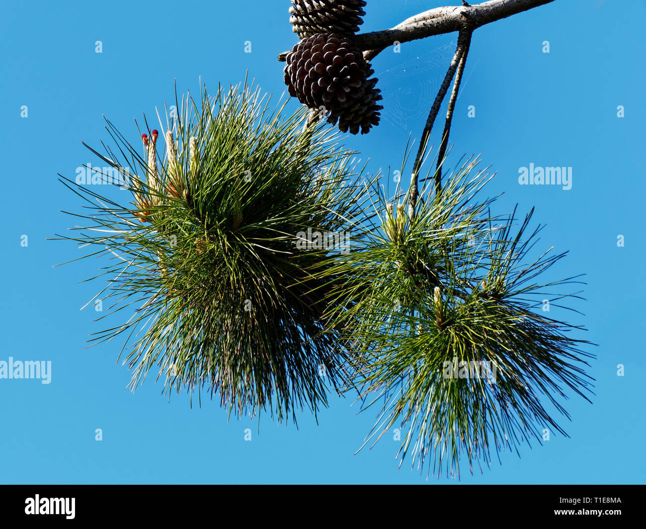 Pine Tree, Cones and Needles. UK Stock Photo