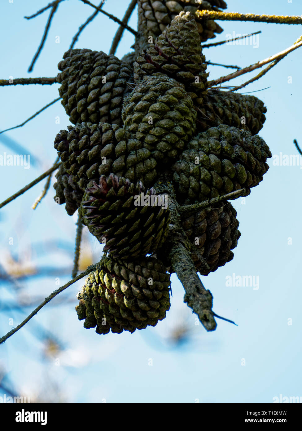 Pine Tree, Cones and Needles. UK Stock Photo