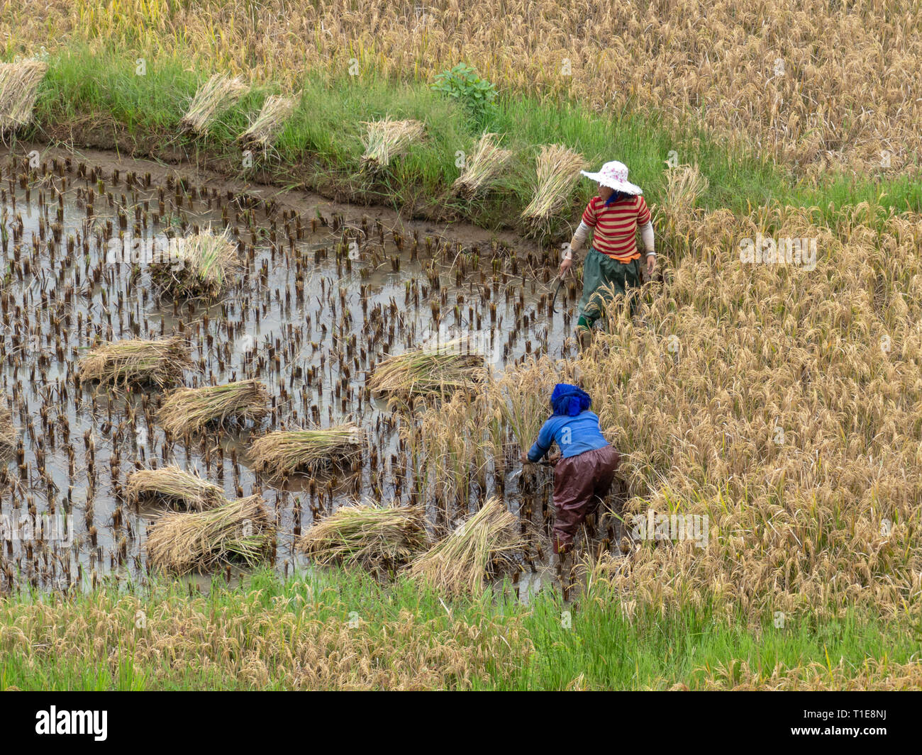 Women working in a rice field, Yuanyang, Yunnan, southwest China Stock Photo