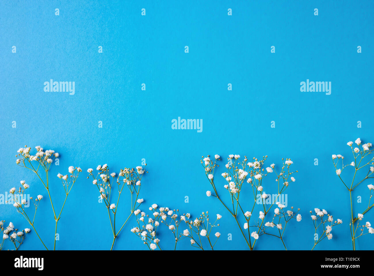 Flowers on a blue background. Copy space. Stock Photo