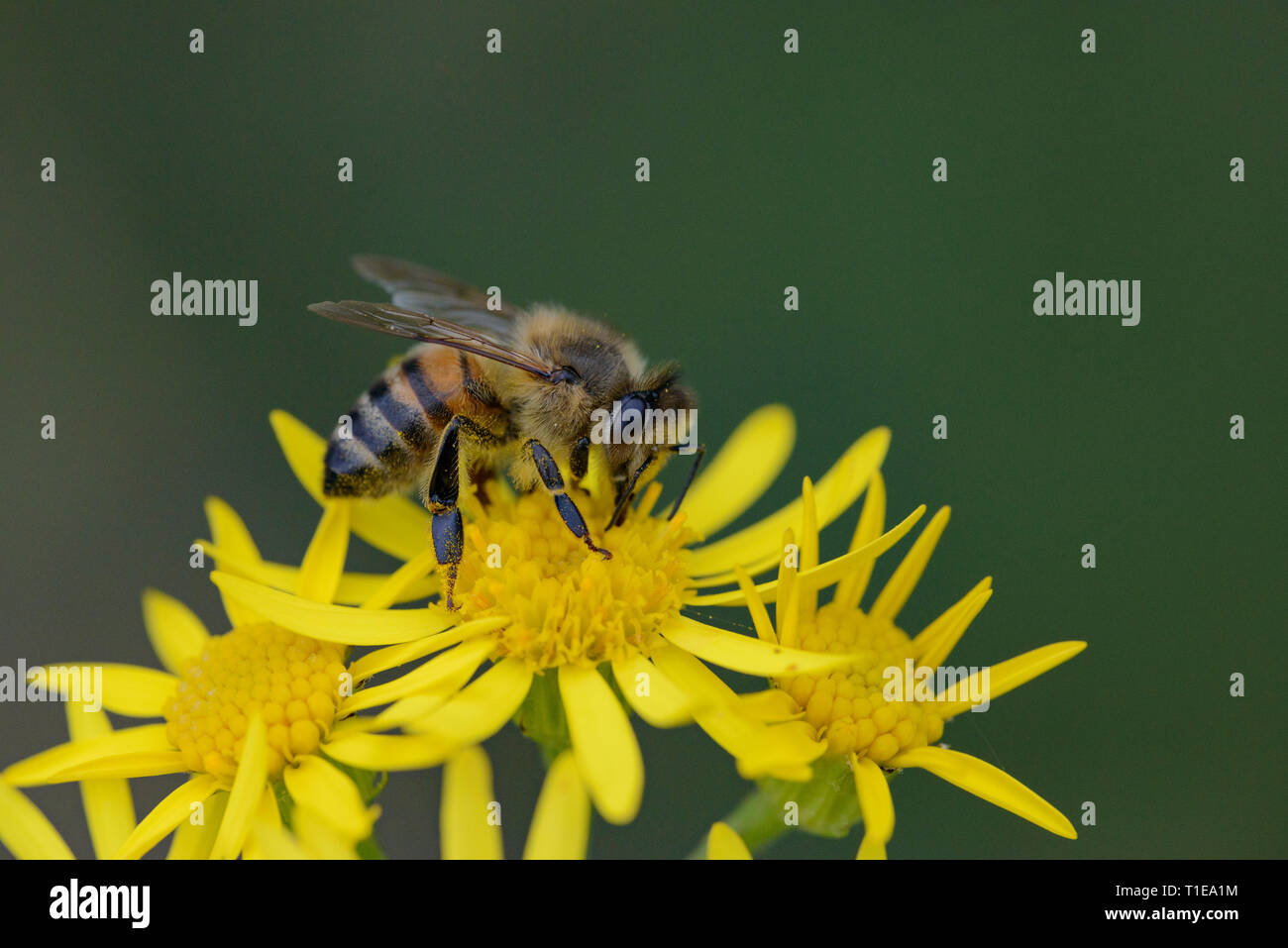 Western honey bee on flower hi-res stock photography and images - Alamy