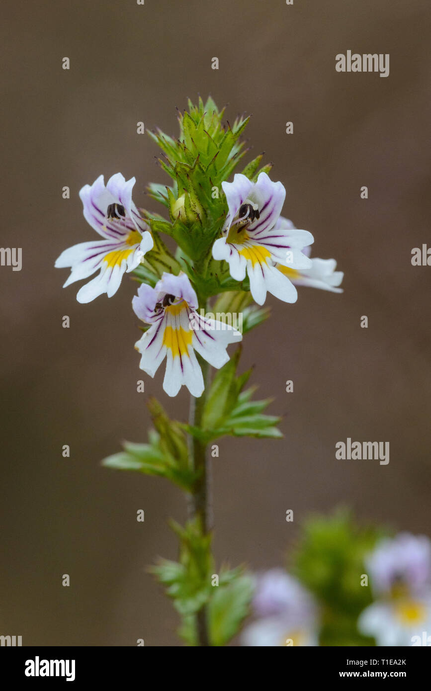 Eyebright (Euphrasia nemorosa), flower detail Stock Photo