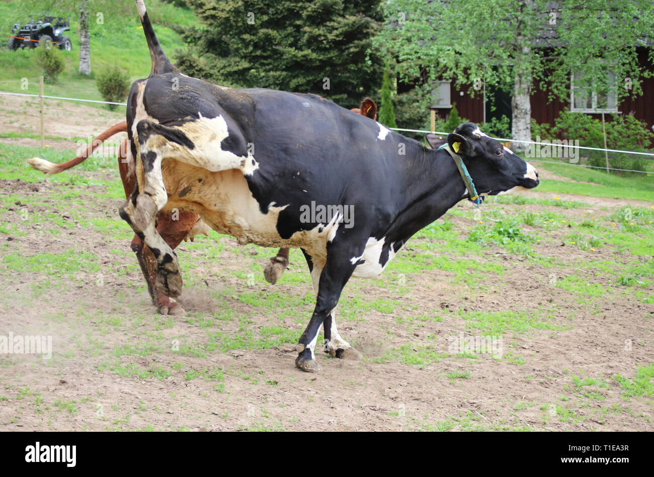 A happy cow in spring jumping and running of joy Stock Photo Alamy