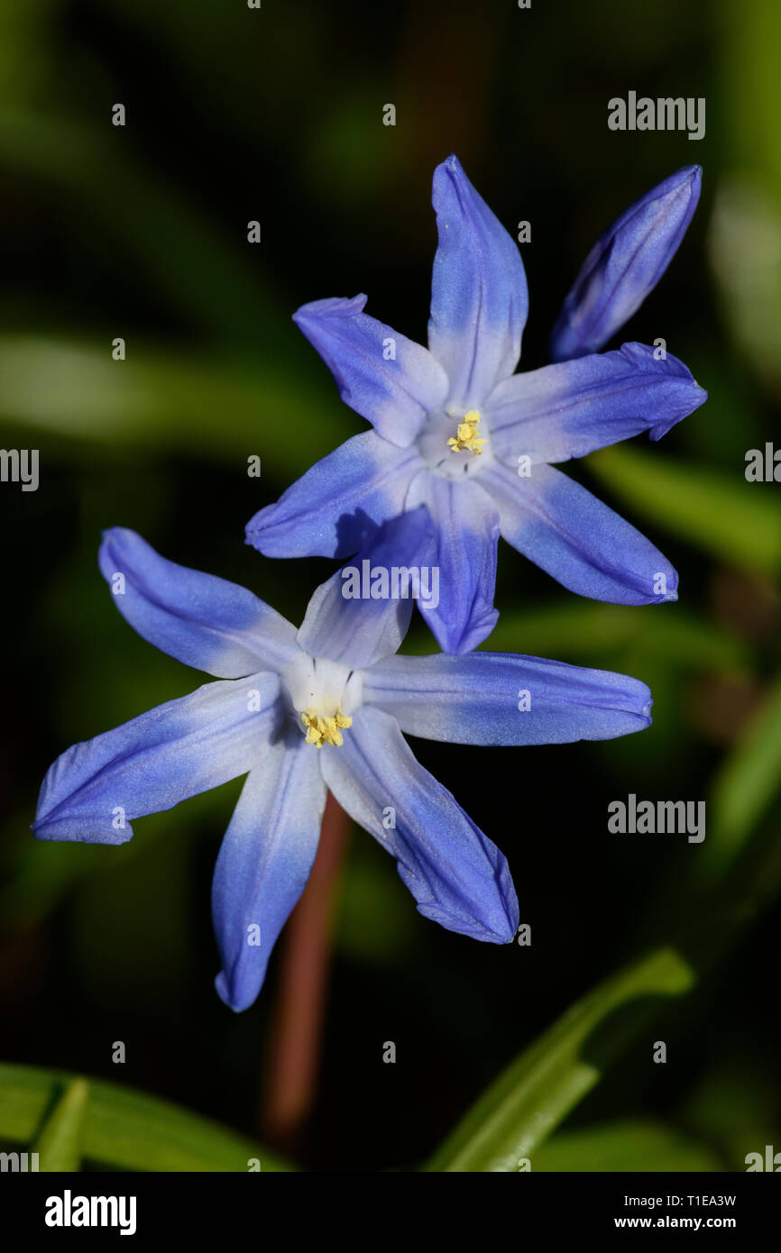 Striped squill hi-res stock photography and images - Alamy