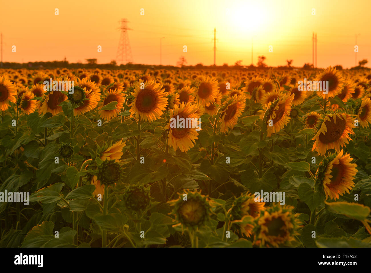 Sunflowers growing towards light hires stock photography and images