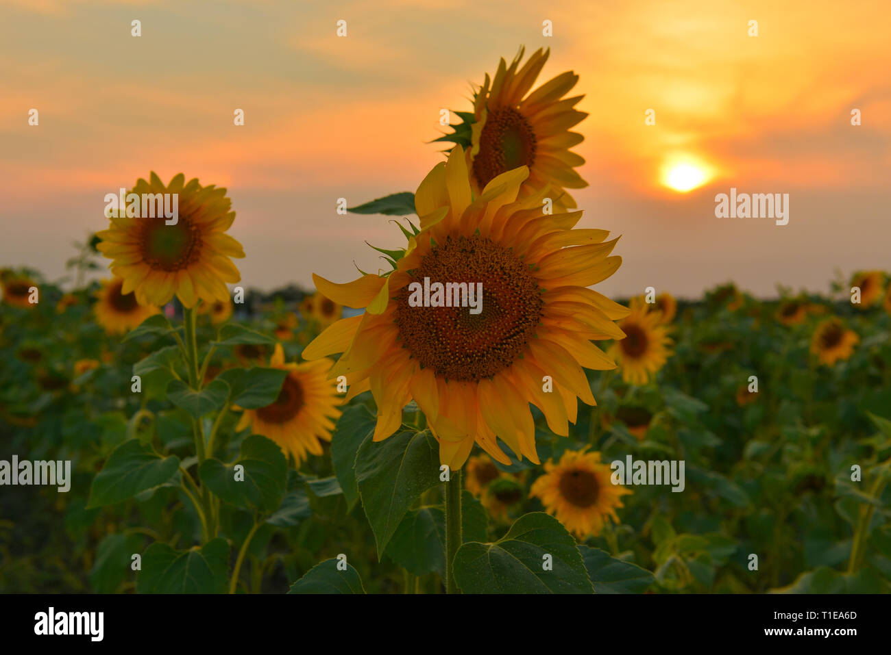Sunflowers growing towards light hires stock photography and images
