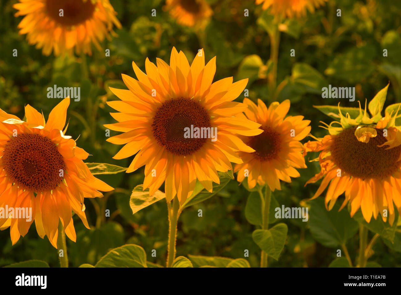 Bright sunflowers on summer field (background) Stock Photo