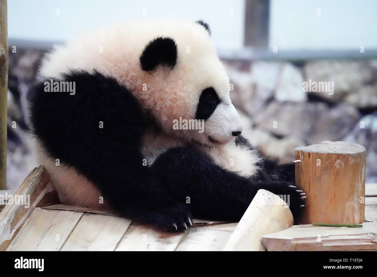 Female giant panda cub Saihin plays at the Adventure World theme park ...