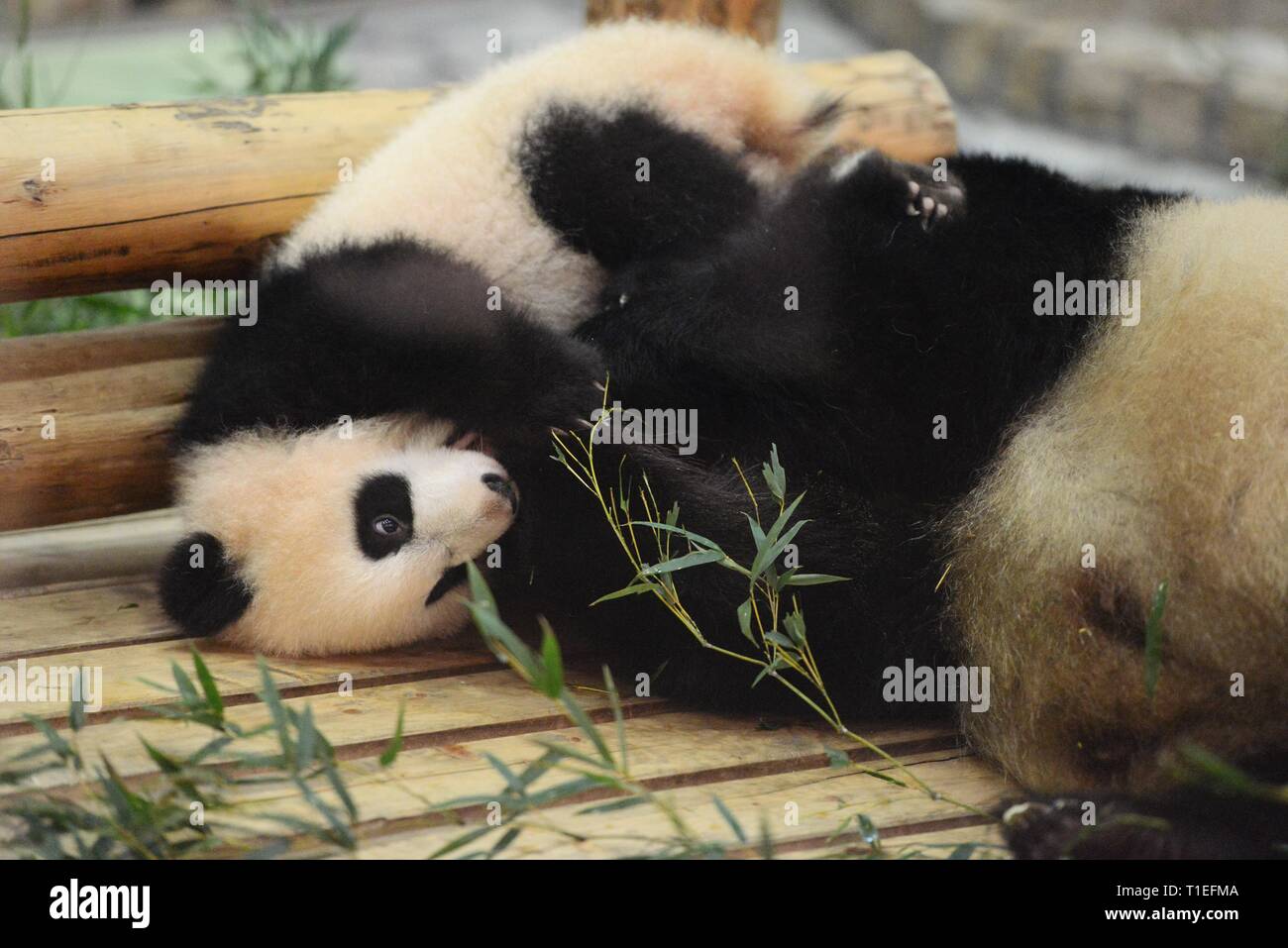 Female giant panda cub saihin plays at the adventure world theme park