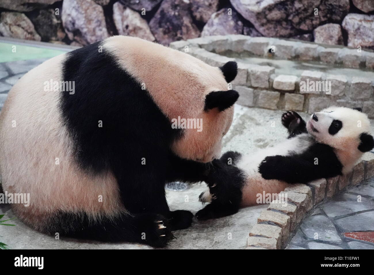 Female giant panda cub saihin r plays with her mother rauhin at the