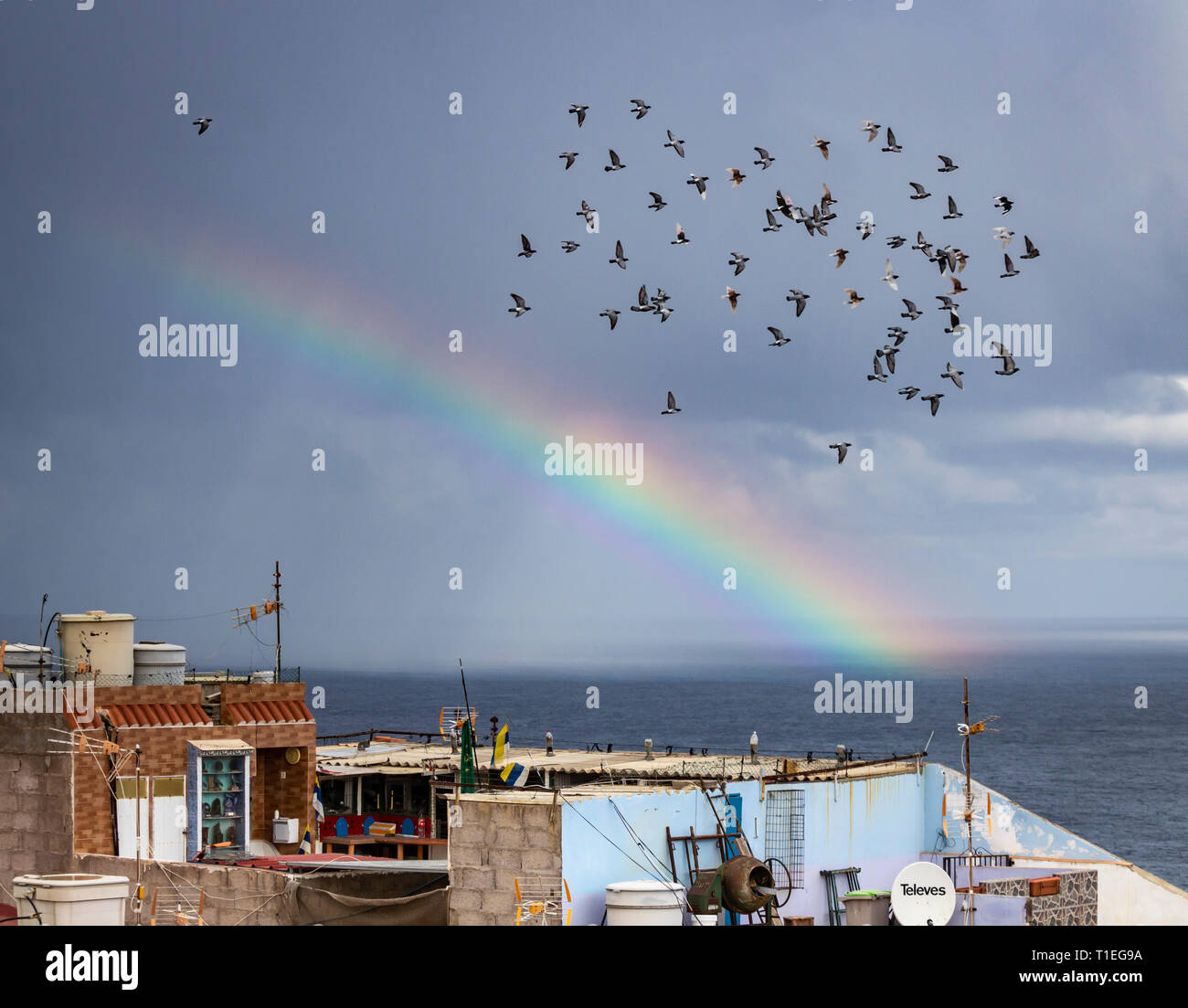Las Palmas, Gran Canaria, Canary Islands, Spain. 26th March, 2019. Racing  pigeons fly from their loft on the north coast of Gran Canaria as a rainbow  forms over the Atlantic ocean as
