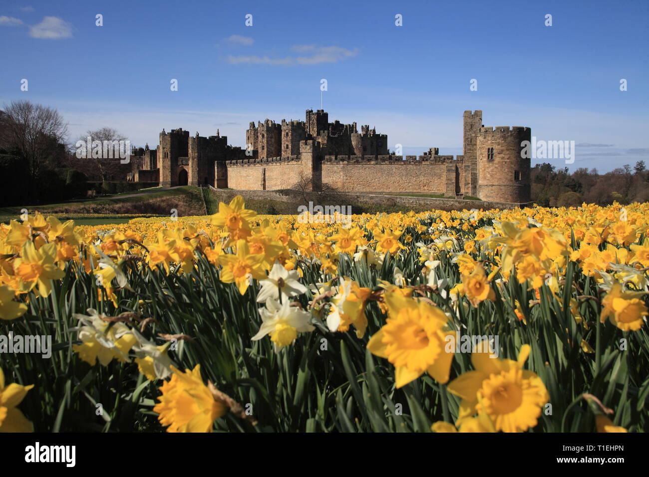 Alnwick Castle, Northumberland. 25th Mar 2019. UK Weather: Alnwick Castle in Northumberland with Daffodils as Spring Arrives across Britain. Credit: David Whinham/Alamy Live News Stock Photo