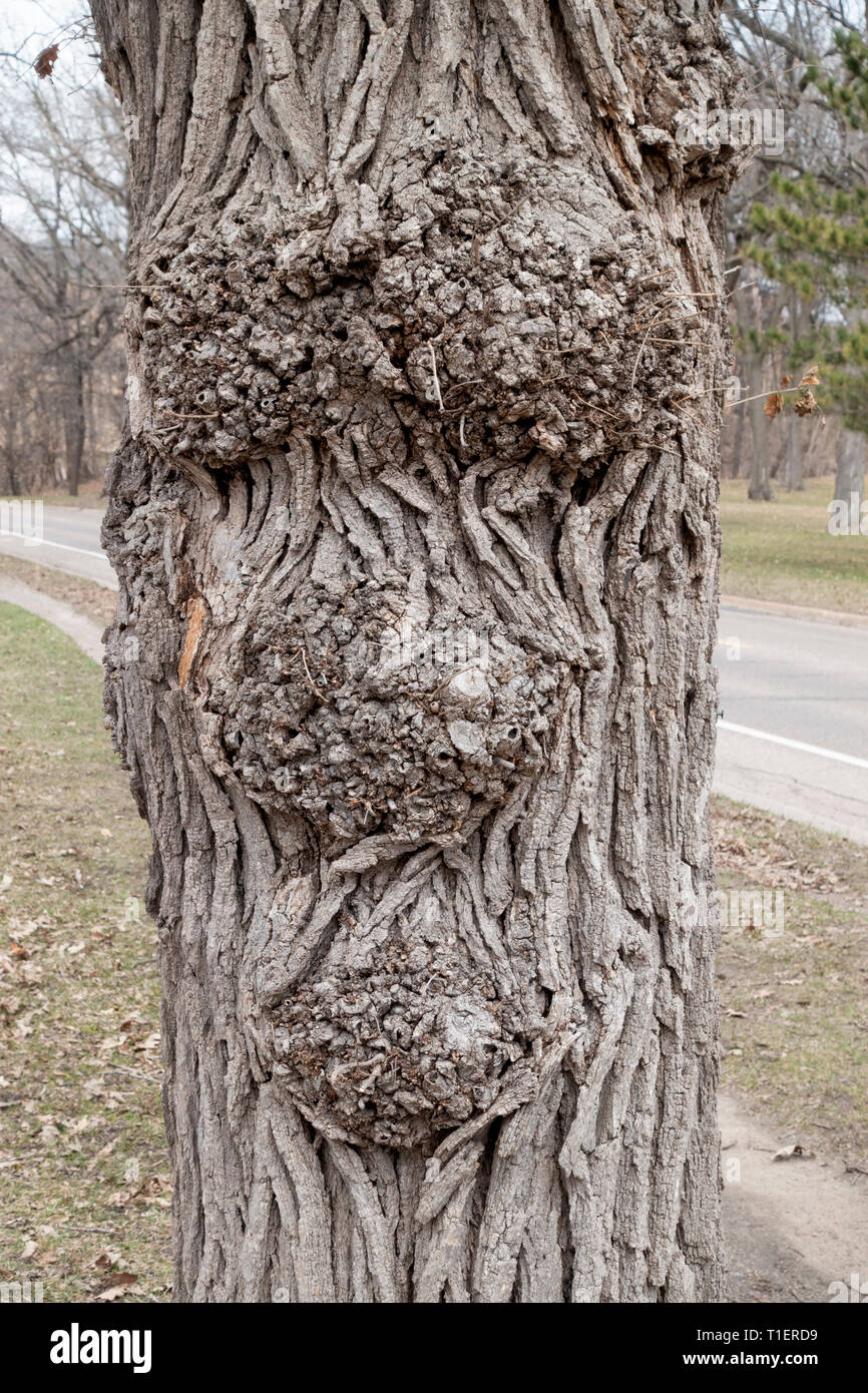 An interesting tree with growths that looks like a grumpy face along the Mississippi River Boulevard walking trail. St Paul Minnesota MN USA Stock Photo