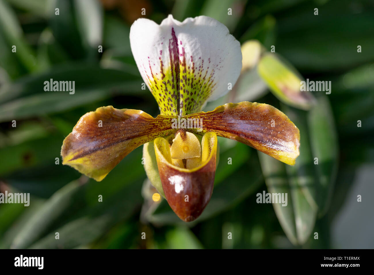 Paphiopedilum delenatii, Vietnam wild orchid, white and pink flower. Beautiful orchid bloom, close-up detail. Stock Photo
