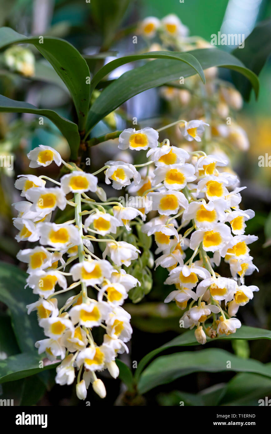 Dendrobium thyrsiflorum orchid flowers In the garden Stock Photo