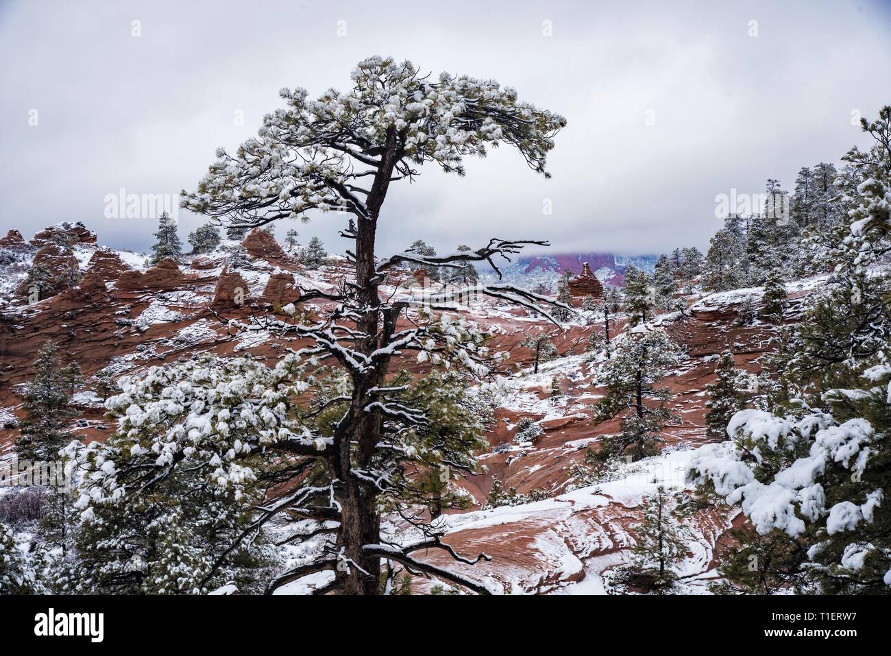 Snow on red rock mountain peaks and high mountain desert. Stock Photo