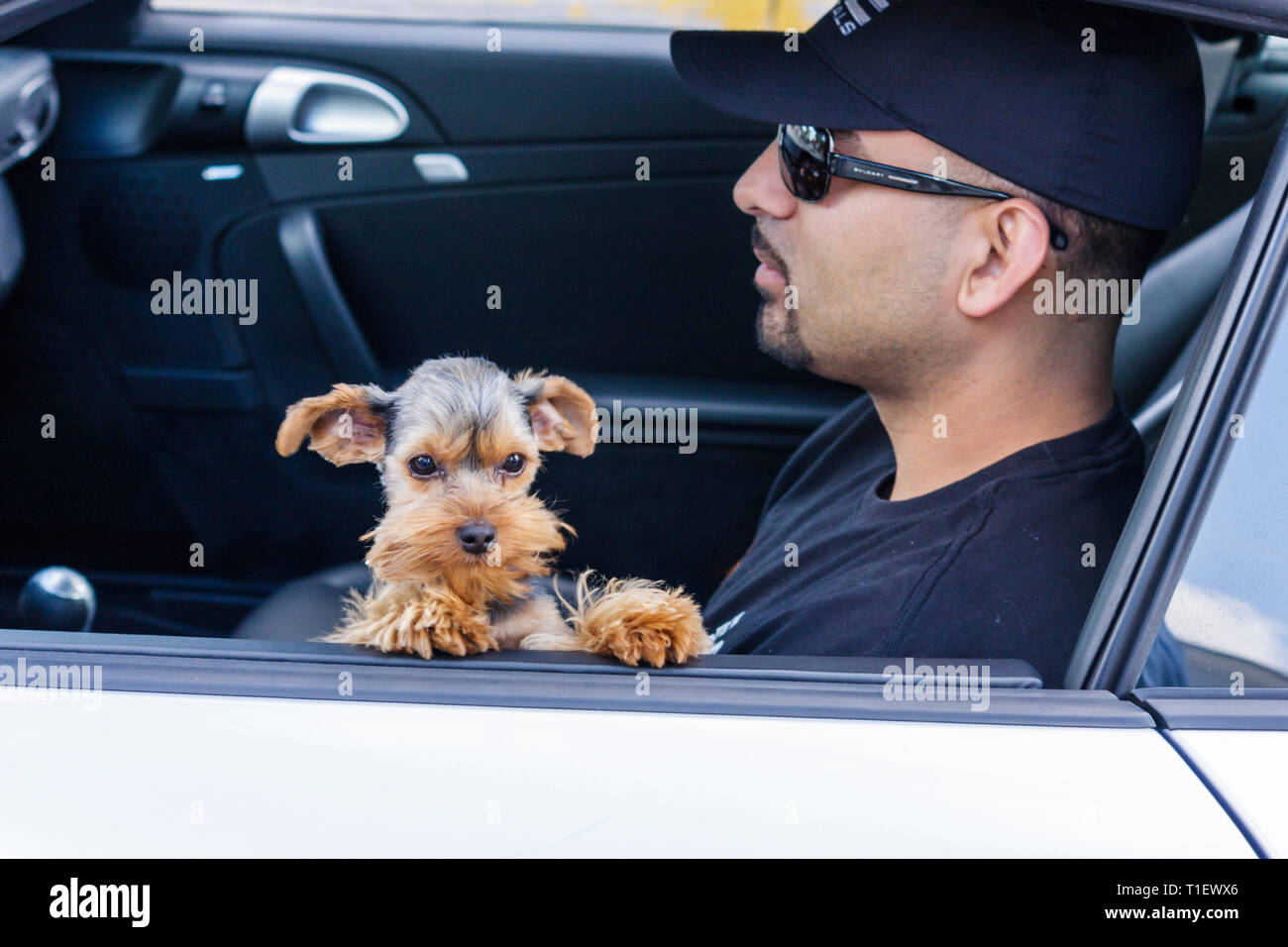 Miami Beach Florida,Hispanic man men male,driver,dog,puppy,pet,looking out of car window,moustache,sunglasses,ear,FL090308132 Stock Photo