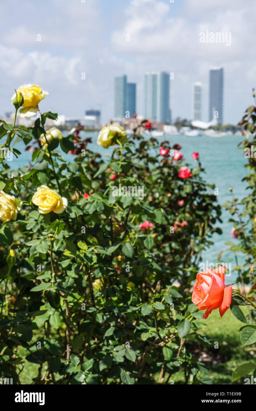 Miami Beach Florida,Botanical Garden Tour,private home,Venetian Causeway,West Dilido Drive,Biscayne Bay,flower,flower,rose,peach,yellow,color,bushes,F Stock Photo