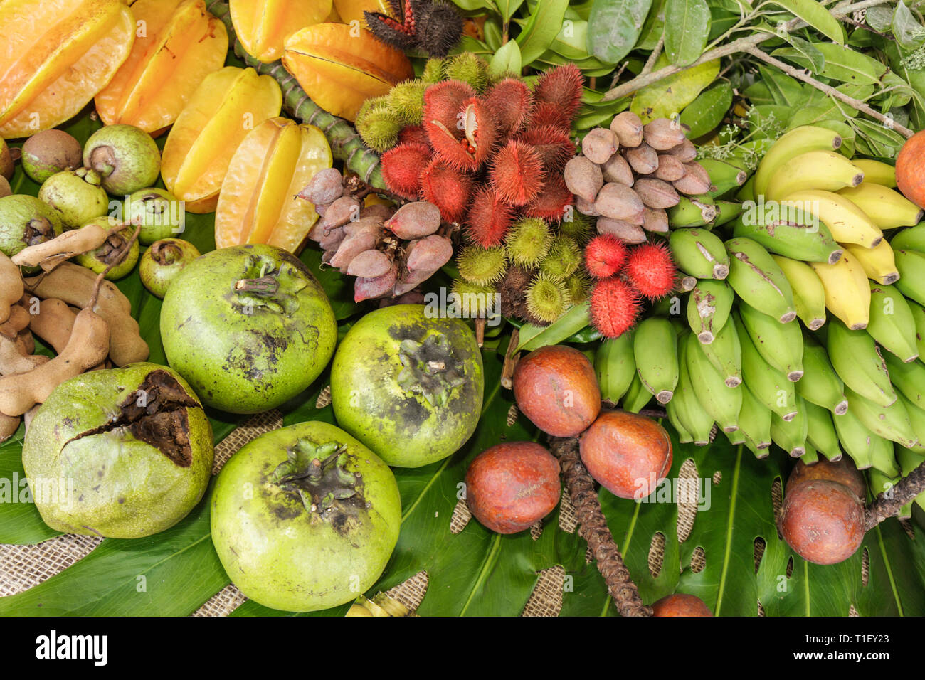 Miami Florida,Kendall,Tropical Park,Miami International Agriculture and