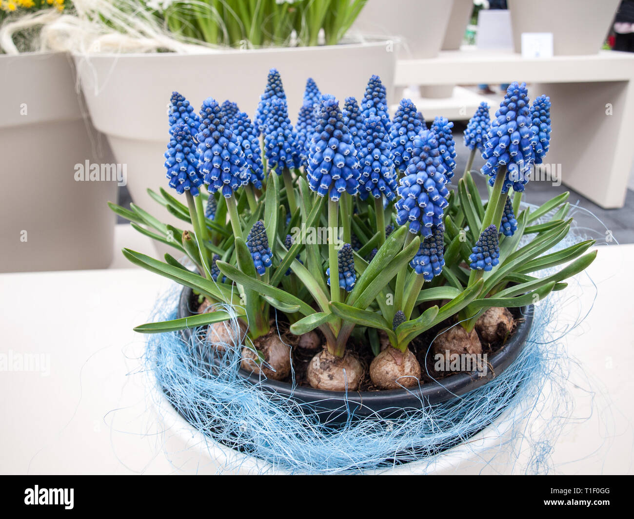 blue grape hyacinth muscari armeniacum flowers with visible bulbs Stock Photo