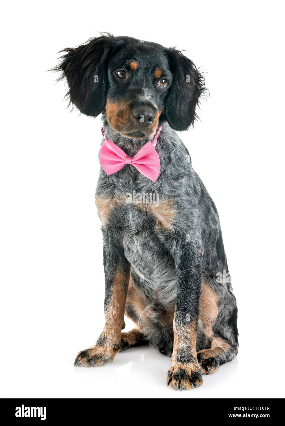 puppy brittany spaniel in front of white background Stock Photo - Alamy