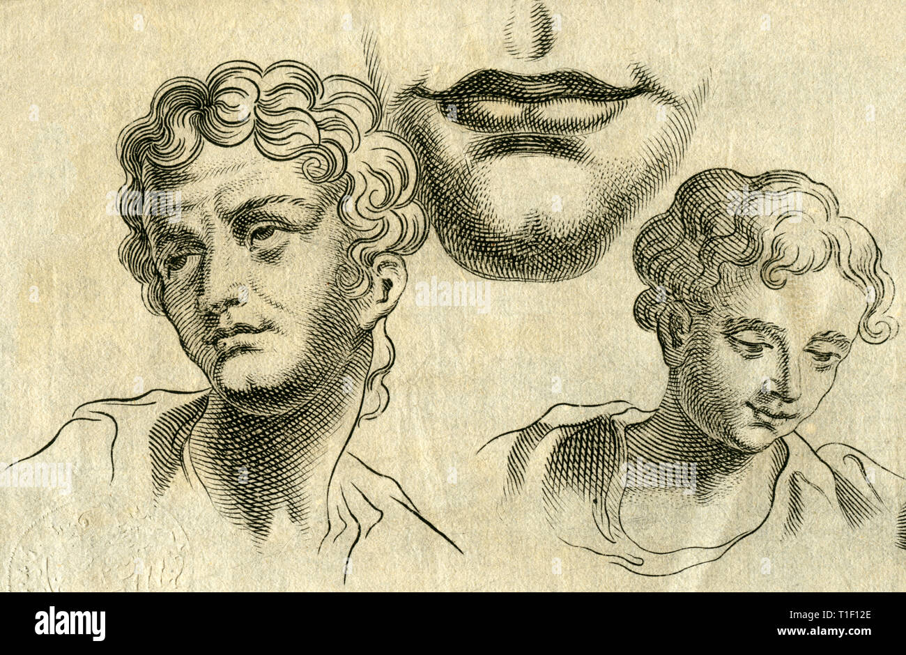 head with curly hair, copperplate engraving, about 1700., Artist's Copyright has not to be cleared Stock Photo