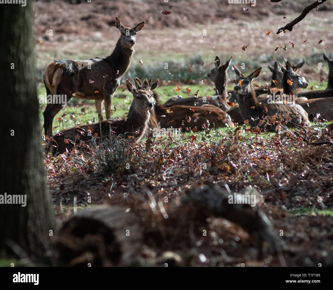 London, United Kingdom: deer in Richmond park. Stock Photo