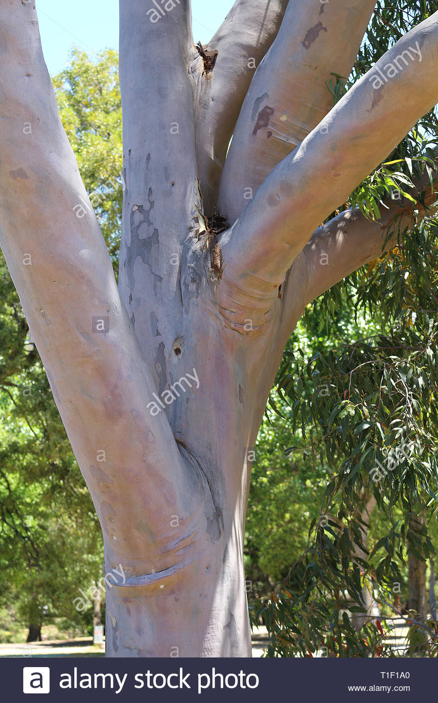 Gum Tree Bark High Resolution Stock Photography and Images Alamy