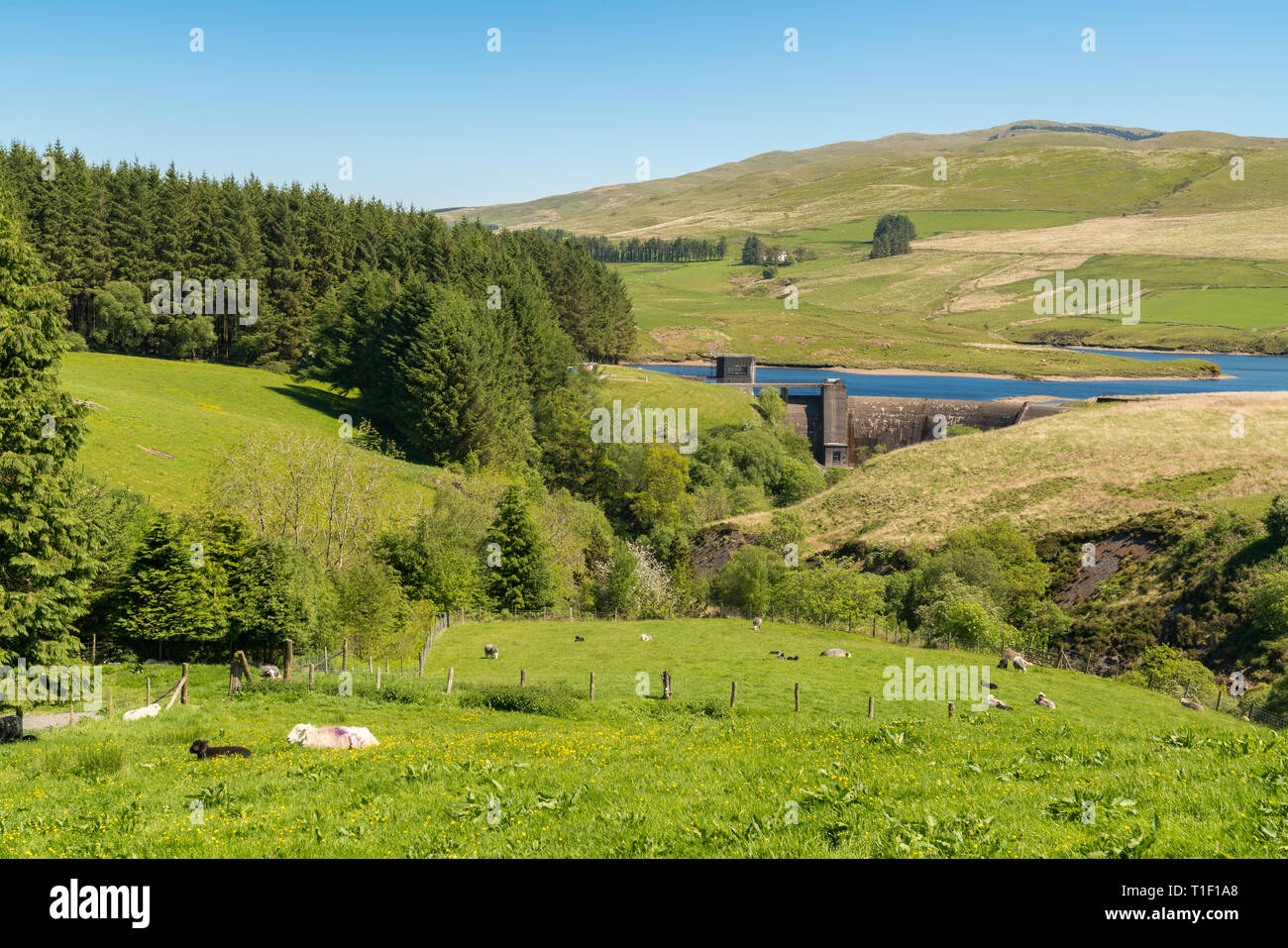 Sheep on a meadow and the Dinas Reservoir, near Ponterwyd Ceredigion
