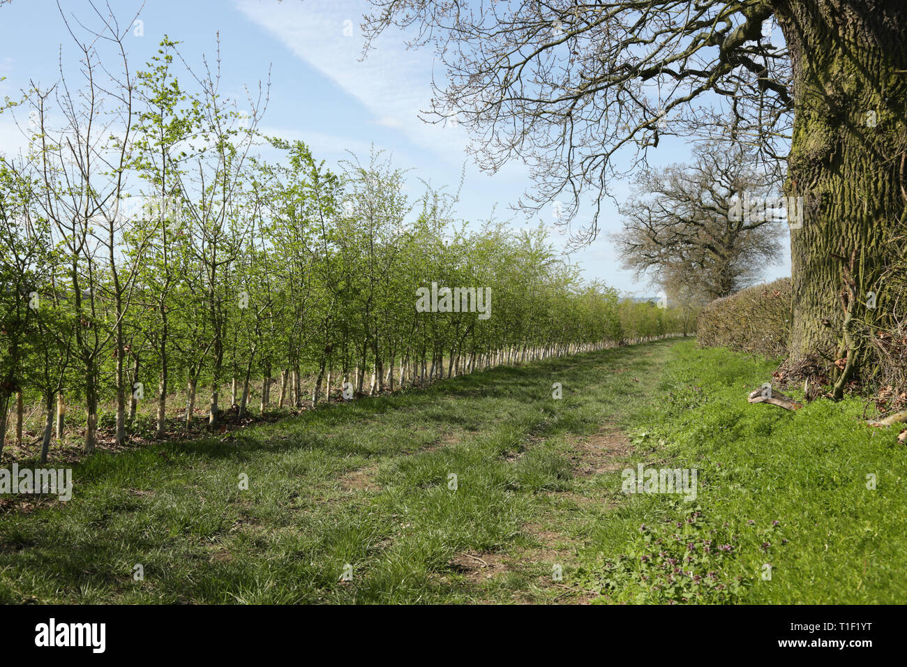 A newly planted hedgerow in Worcestershire, England, UK. Stock Photo
