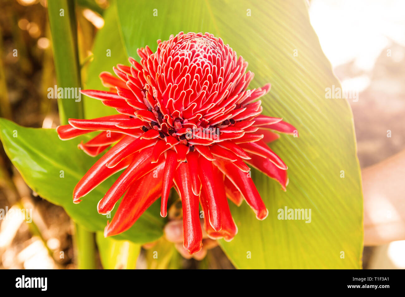 Edible red ginger lily flower Stock Photo Alamy