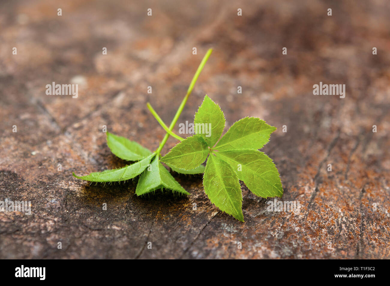 Gynostemma pentaphyllum hi-res stock photography images Alamy