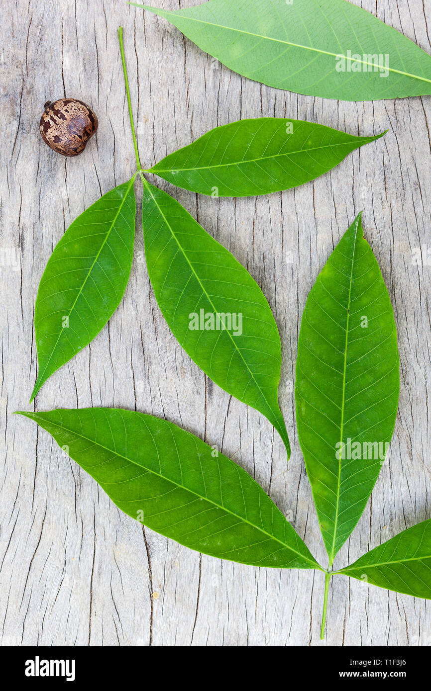 Rubber tree leaves on wooden surface from above. Hevea brasiliensis Stock  Photo - Alamy