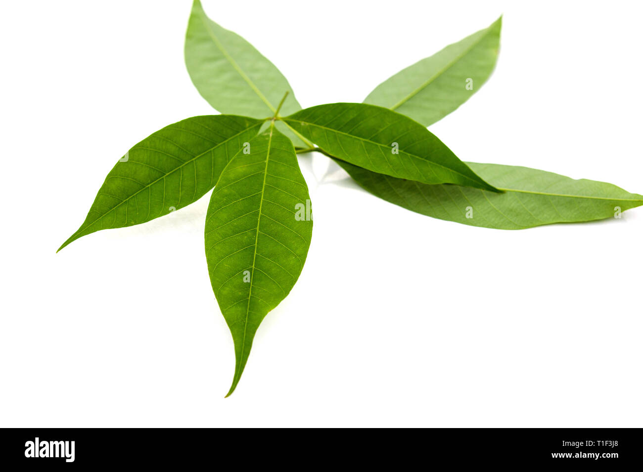 Fresh rubber tree leaves isolated on white background. Hevea