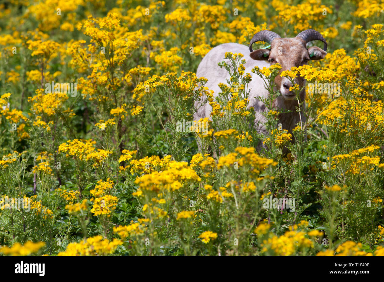 THE HAGUE - A goat in the dunes kept for grazing unwanted flowers and plants. Stock Photo