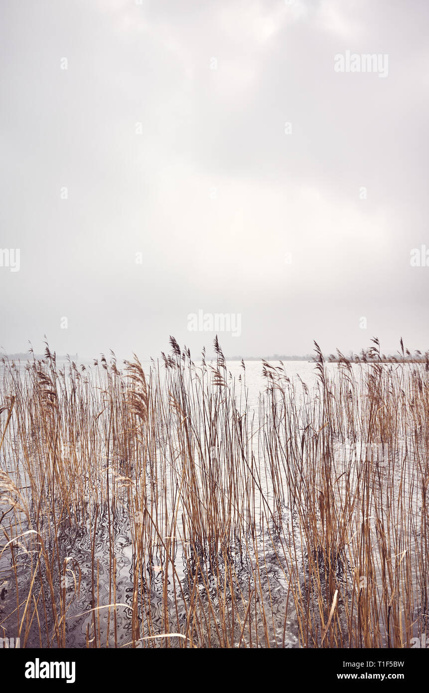 Picture of reed in water with sun reflection, color toned picture. Stock Photo